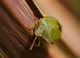 RAZLOG ĆE VAS FRAPIRATI: Kažu da ih je dobro imati u kući – Evo zašto NIPOŠTO ne trebate ubiti SMRDIBUBU!