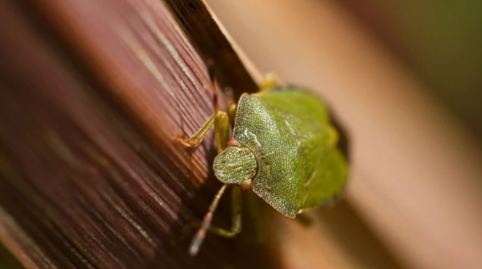 RAZLOG ĆE VAS FRAPIRATI: Kažu da ih je dobro imati u kući – Evo zašto NIPOŠTO ne trebate ubiti SMRDIBUBU!