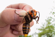 KADA VAS UBODE STRŠLJEN: Ovo je prvo što morate da uradite da biste izbegli alergijsku reakciju i spasili sebi život
