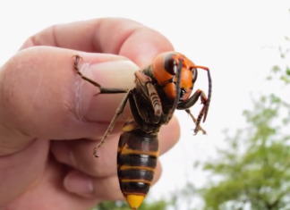 KADA VAS UBODE STRŠLJEN: Ovo je prvo što morate da uradite da biste izbegli alergijsku reakciju i spasili sebi život