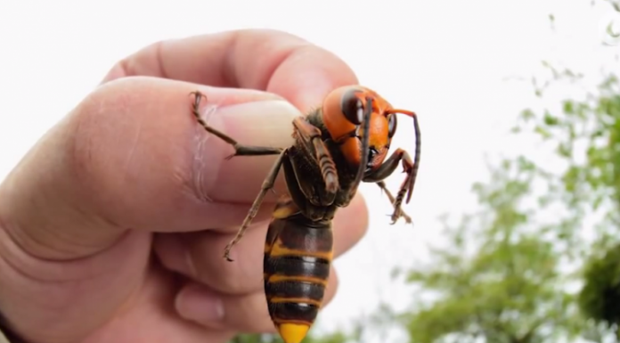 KADA VAS UBODE STRŠLJEN: Ovo je prvo što morate da uradite da biste izbegli alergijsku reakciju i spasili sebi život