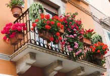 OBAVEZNO ODMAH POSADITE OVO CVEĆE KOJE PRIVLAČI BOGATSTVO I BLAGOSTANJE: Savršen je ukras za svaki dom a traje do jeseni