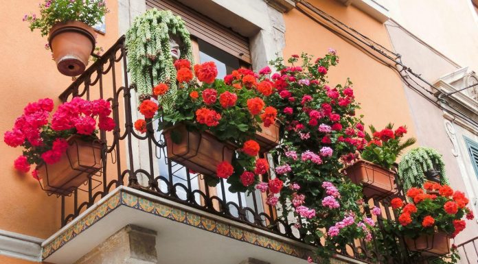 OBAVEZNO ODMAH POSADITE OVO CVEĆE KOJE PRIVLAČI BOGATSTVO I BLAGOSTANJE: Savršen je ukras za svaki dom a traje do jeseni