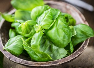 Ovo je samo JEDAN od razloga zašto treba da posejete OVU BILJKU u proleće: KUĆA KOJA JE IMA NE MOŽE BITI SIROMAŠNA