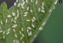 Svekrva se riješila lisnih uši za nekoliko sekundi: biljke koje uzgaja toliko su zdrave da su joj čak i susjedi zavidni