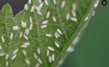 Svekrva se riješila lisnih uši za nekoliko sekundi: biljke koje uzgaja toliko su zdrave da su joj čak i susjedi zavidni