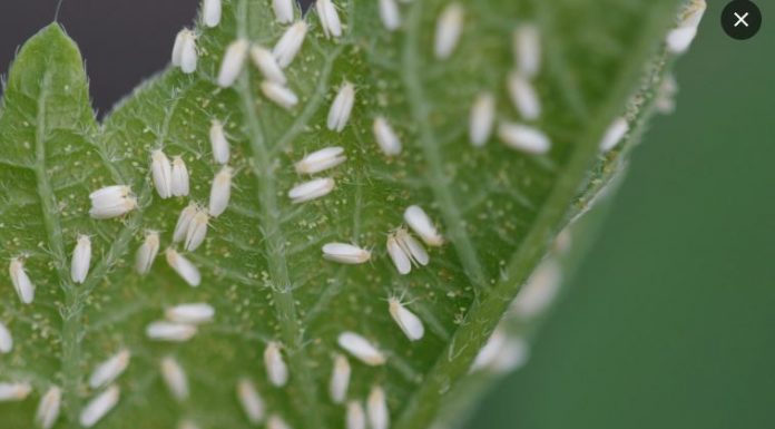 Svekrva se riješila lisnih uši za nekoliko sekundi: biljke koje uzgaja toliko su zdrave da su joj čak i susjedi zavidni