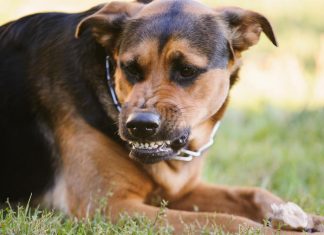 Deluju umiljato, mnogi ih kupuju deci, a mogu biti OPASNI PO ŽIVOT: NIKO NE BI NI SLUTIO DA JE OVO NAJOPASNIJA RASA PASA