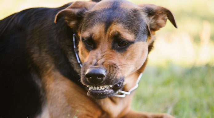 Deluju umiljato, mnogi ih kupuju deci, a mogu biti OPASNI PO ŽIVOT: NIKO NE BI NI SLUTIO DA JE OVO NAJOPASNIJA RASA PASA