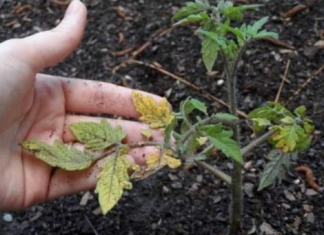 SAMO 1 KAP JODA MOŽE DA SPASI BAŠTU od truljenja, gljivičnih infekcija i pepelnice! Evo kako se koristi