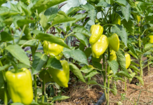 Pripremite ovu otopinu i zalijte paprike, rađat će kao lude