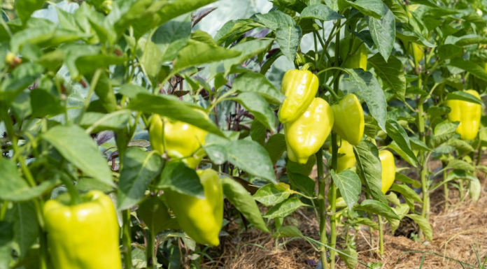 Pripremite ovu otopinu i zalijte paprike, rađat će kao lude