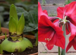 AMARILIS MOZE DA CVJETA DO 75 PUTA a evo kako da ga uzgojite i da svi obožavaju vaš dom- TAJNU OTKRIVAMO