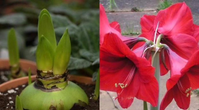 AMARILIS MOZE DA CVJETA DO 75 PUTA a evo kako da ga uzgojite i da svi obožavaju vaš dom- TAJNU OTKRIVAMO