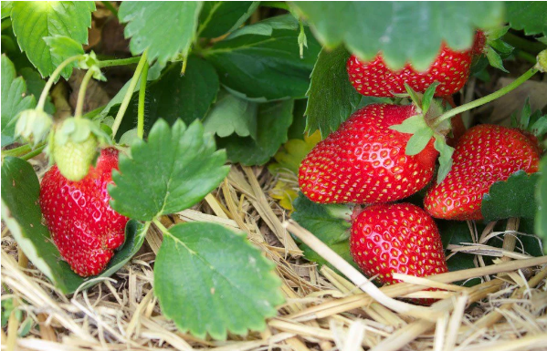 Trik iskusnih baštovana: 5 načina da vam jagode rađaju do jeseni