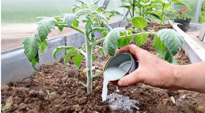 Vrtlari, ovo je ono čime treba hraniti PARADAJZE nakon sadnje: Sipajte ovo na rasadima i imaće više plodova nego listova!