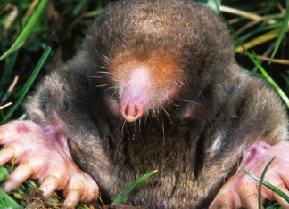 1 ČAŠA ovog napitka dovoljna je da krtica jednom zauvijek izađe iz bašte: Sipajte je na svaki krtičnjak!