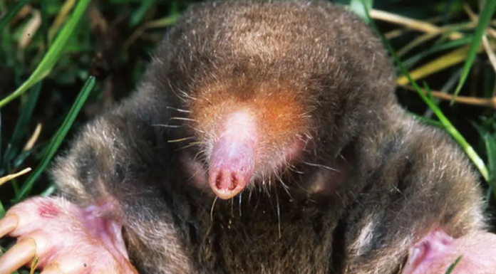 1 ČAŠA ovog napitka dovoljna je da krtica jednom zauvijek izađe iz bašte: Sipajte je na svaki krtičnjak!