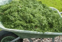 NIKAD NEMOJTE BACATI POKOŠENU TRAVU, samo uradite ovo! Bolje od 100 gnojiva!