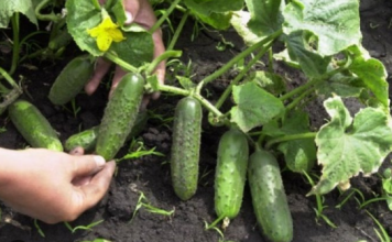 Za dobar urod krastavaca treba ih nahraniti sodom i vodom po ovom receptu…