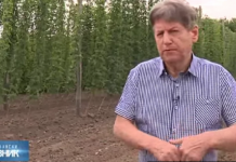 Ratislav uzgaja pravo “blago” od biljke, država daje 700.000 kao podsticaj: ZASADIŠ JEDNOM, RASTE 15 GODINA, DONOSI BOGATSTVO