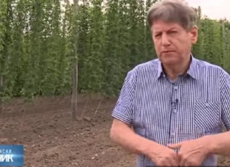 Ratislav uzgaja pravo “blago” od biljke, država daje 700.000 kao podsticaj: ZASADIŠ JEDNOM, RASTE 15 GODINA, DONOSI BOGATSTVO