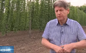 Ratislav uzgaja pravo “blago” od biljke, država daje 700.000 kao podsticaj: ZASADIŠ JEDNOM, RASTE 15 GODINA, DONOSI BOGATSTVO
