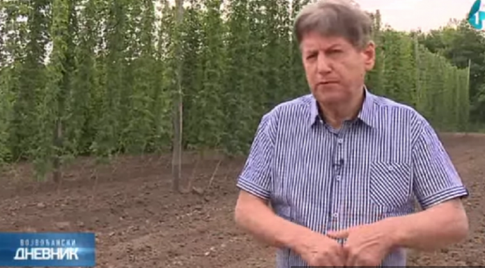 Ratislav uzgaja pravo “blago” od biljke, država daje 700.000 kao podsticaj: ZASADIŠ JEDNOM, RASTE 15 GODINA, DONOSI BOGATSTVO