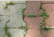 PRESTANITE ČUPATI KOROV RUKAMA, nema razloga za to: Donosimo odličan trik koji ga garantovano uništava