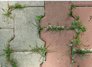 PRESTANITE ČUPATI KOROV RUKAMA, nema razloga za to: Donosimo odličan trik koji ga garantovano uništava