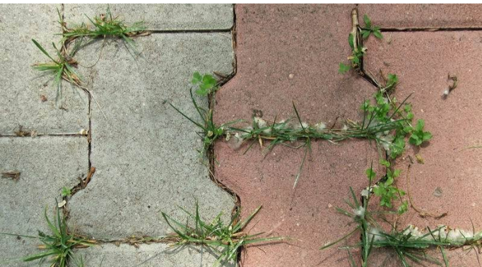 PRESTANITE ČUPATI KOROV RUKAMA, nema razloga za to: Donosimo odličan trik koji ga garantovano uništava