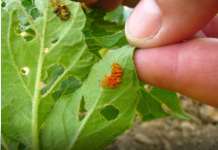 Samo učinite OVO i prestanite je tražiti na krumpiru! Ovaj SEOSKI TRIK ubija krompirove zlatice bolje od kemije