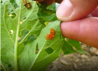 Samo učinite OVO i prestanite je tražiti na krumpiru! Ovaj SEOSKI TRIK ubija krompirove zlatice bolje od kemije