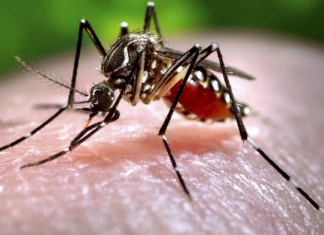 Savršen trik za omražene komarce, djeluje bolje od kemije: SAMO 1 PAKETIĆ VANILIN ŠEĆERA I NE TREBA VAM REPELENT!