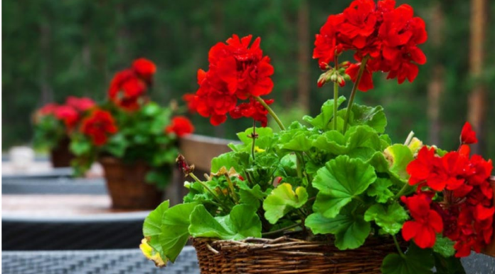 Vaše muškatle će cvjetati do oktobra: samo dodajte 1 neobičan sastojak u vodu