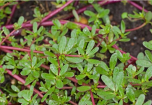 Samo na TAJ NAČIN se NIKADA VIŠE neće pojaviti: POSPITE OVO PO ZEMLJI I SAV KOROV ĆE BITI SPRŽEN!