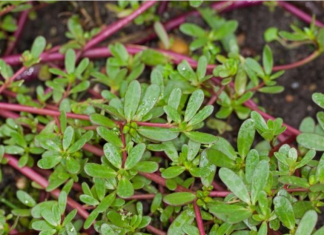 Samo na TAJ NAČIN se NIKADA VIŠE neće pojaviti: POSPITE OVO PO ZEMLJI I SAV KOROV ĆE BITI SPRŽEN!
