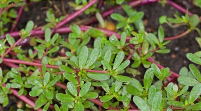 Samo na TAJ NAČIN se NIKADA VIŠE neće pojaviti: POSPITE OVO PO ZEMLJI I SAV KOROV ĆE BITI SPRŽEN!
