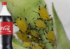 Obična Coca-Cola ubija lisne uši bolje od hemikalija: Samo uradite ovo s njom i NESTALE SU IZ DVORIŠTA ZA TREN OKA!