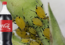 Obična Coca-Cola ubija lisne uši bolje od hemikalija: Samo uradite ovo s njom i NESTALE SU IZ DVORIŠTA ZA TREN OKA!