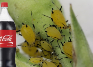 Obična Coca-Cola ubija lisne uši bolje od hemikalija: Samo uradite ovo s njom i NESTALE SU IZ DVORIŠTA ZA TREN OKA!