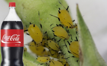 Obična Coca-Cola ubija lisne uši bolje od hemikalija: Samo uradite ovo s njom i NESTALE SU IZ DVORIŠTA ZA TREN OKA!