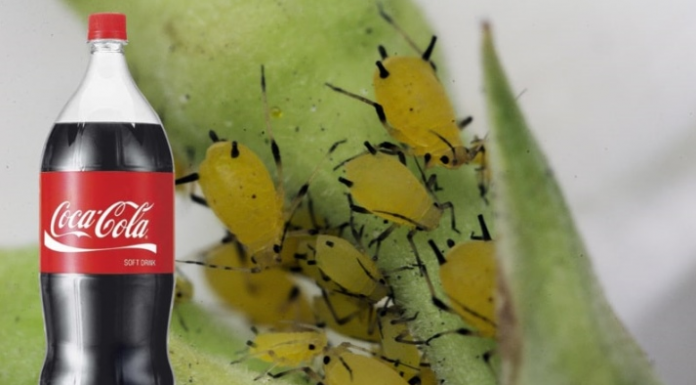 Obična Coca-Cola ubija lisne uši bolje od hemikalija: Samo uradite ovo s njom i NESTALE SU IZ DVORIŠTA ZA TREN OKA!