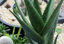 VREME JE DA ZASADITE ALOJE VERU: Veoma je lekovita i svi treba da je imaju! Evo kako da je negujete da uspe