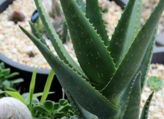 VREME JE DA ZASADITE ALOJE VERU: Veoma je lekovita i svi treba da je imaju! Evo kako da je negujete da uspe