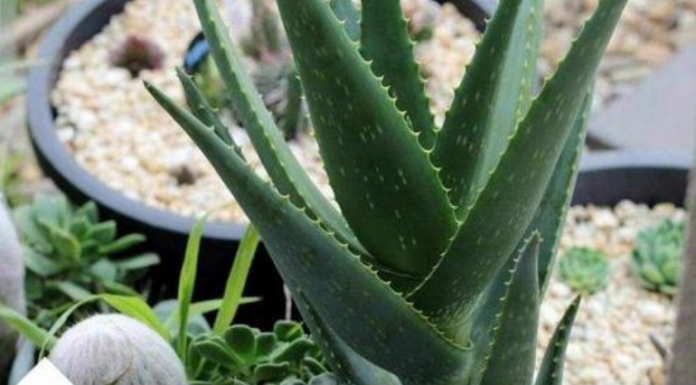 VREME JE DA ZASADITE ALOJE VERU: Veoma je lekovita i svi treba da je imaju! Evo kako da je negujete da uspe