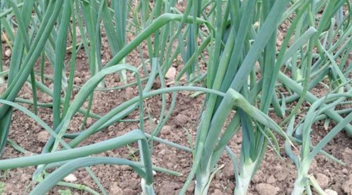 OVO SU 3 RAZLOGA ZBOG KOJIH TREBA JESTI MLADI LUK: Perca su posebno važna i posle ove informacije ješćete ga u izobilju!