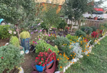 Ako želite da vas u obitelji prate bogatstvo i sreća: u vrtu ili u lončanici ovog leta, svakako posadite ovaj cvet