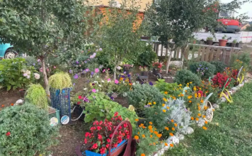 Ako želite da vas u obitelji prate bogatstvo i sreća: u vrtu ili u lončanici ovog leta, svakako posadite ovaj cvet