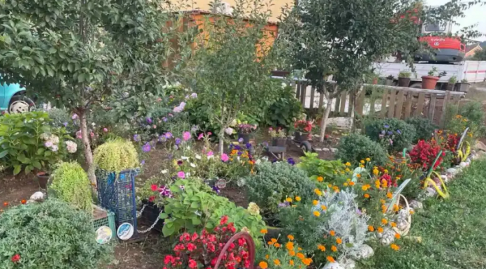 Ako želite da vas u obitelji prate bogatstvo i sreća: u vrtu ili u lončanici ovog leta, svakako posadite ovaj cvet